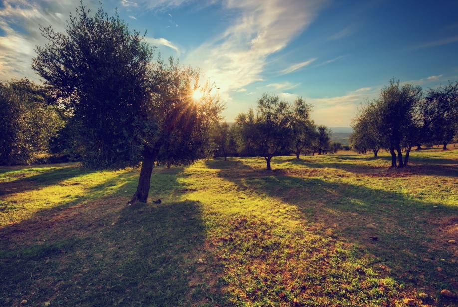 Olive per olio extravergine Pastificio Paone